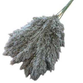 Dutch Dried Natürliche braune Federwedel | Länge ± 70 Zentimeter | Gewicht ± 85 Gramm