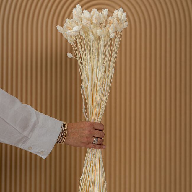 Phalaris blanchi séché | Longueur ± 65 centimètres | Poids ± 150 grammes