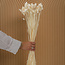Wit Gebleekte Phalaris droogbloemen | Lengte ± 65 centimeter | Gewicht ± 100 gram