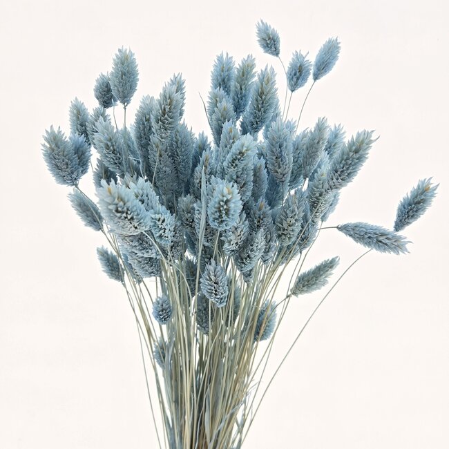 Phalaris séchées bleu clair | Longueur ± 65 centimètres | Poids ± 150 grammes
