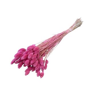 Dolce Vita Dark pink Phalaris dried flowers | Length ± 65 centimetres | Weight ± 150 grams