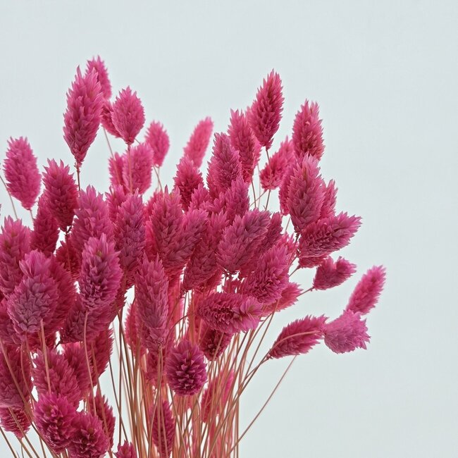 Phalaris séchées rose foncé | Longueur ± 65 centimètres | Poids ± 150 grammes