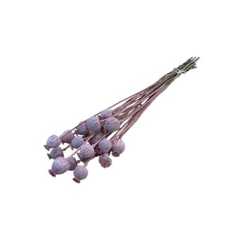 Dutch Dried Pink Papaver Somniferum dried flowers | Length ± 65 centimetres | Weight ± 200 grams