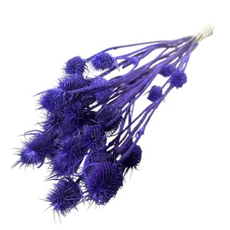 Dutch Dried Lila Cardistella Disteln Trockenblumen | Länge ± 60 Zentimeter | Pro 10 Zweige