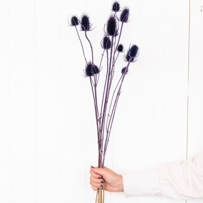 Purple Cardistella Thistles dried flowers | Length ± 60 centimetres | Per 10 stems