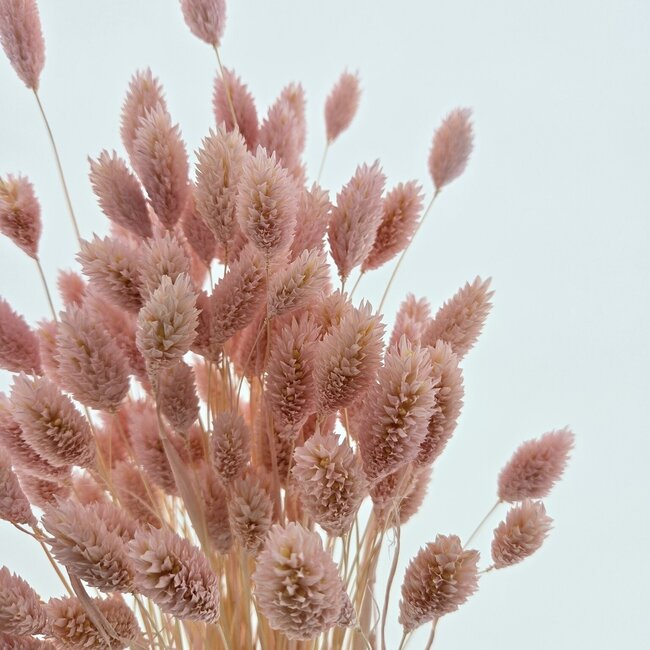 Lichtroze Phalaris droogbloemen | Lengte ± 65 centimeter | Gewicht ± 100 gram