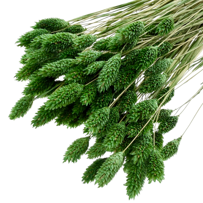 Phalaris séchées vert foncé | Longueur ± 65 centimètres | Poids ± 150 grammes