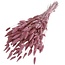 Zalmroze Lagurus droogbloemen | Lengte ± 60 centimeter | Gewicht ± 100 gram