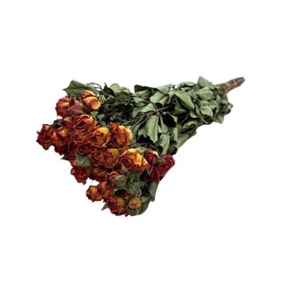 DriedRoses.com Orange getrocknete Straußrosen | Spray Rose Trockenblumen | Länge ± 50 Zentimeter | Pro 10 Rosen
