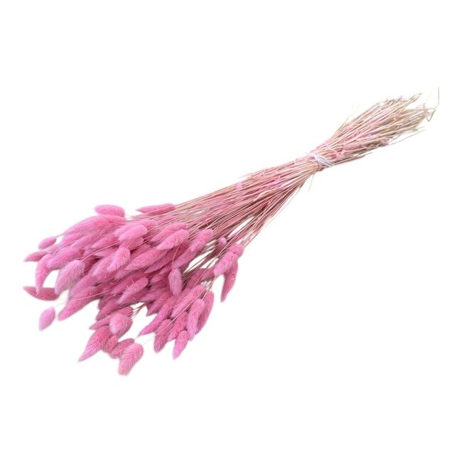 Light Pink Lagurus Dried Flowers | Length ± 70 centimetres | Weight ± 100 grams
