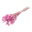 Lichtroze Lagurus droogbloemen | Lengte ± 70 centimeter | Gewicht ± 100 gram