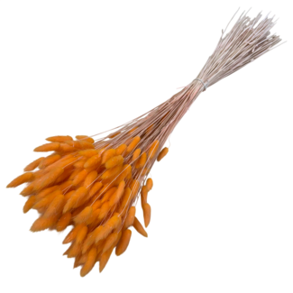 Dolce Vita Neon Orange Lagurus dried flowers | Length ± 70 centimetres | Weight ± 100 grams