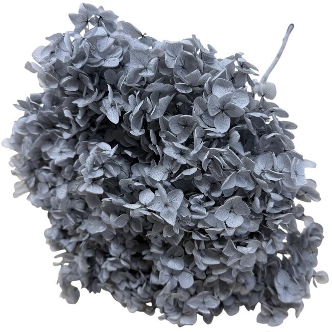 Grey Stone Hydrangea | Grijs Gepreserveerde Hortensia | Lengte ± 60 centimeter | Per stuk