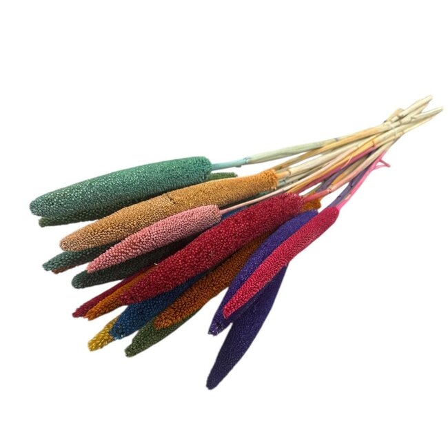 Rainbow Mix Babala dried flowers | Length ± 65 centimetres | Per 15 stems