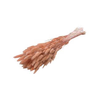 Casa Alegria Zalmkleurige Lagurus droogbloemen | Lengte ± 70 centimeter | Gewicht ± 100 gram