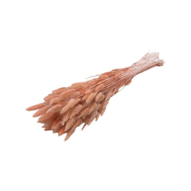 Zalmkleurige Lagurus droogbloemen | Lengte ± 70 centimeter | Gewicht ± 100 gram