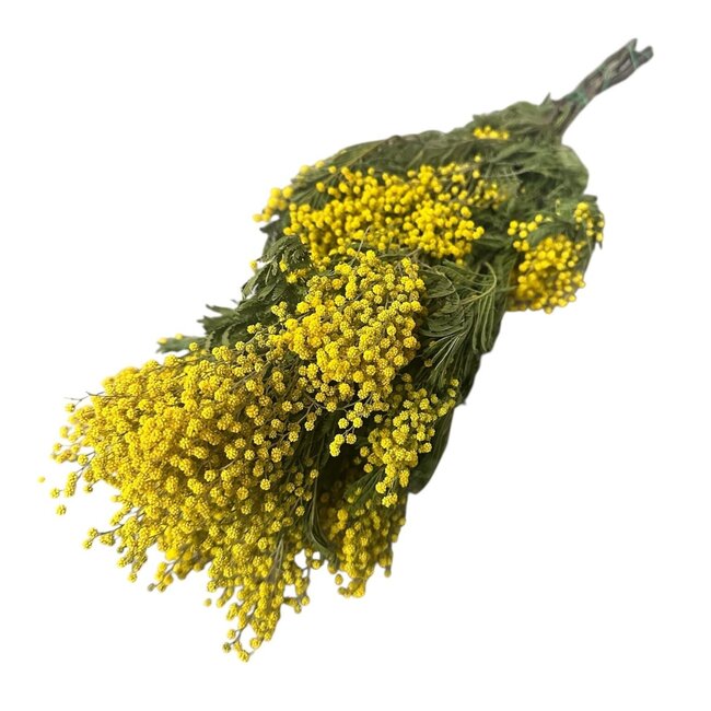 Geel naturelle Mimosa Mirandol droogbloemen | Lengte ± 65 centimeter | Gewicht ± 200 gram