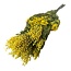 Yellow natural Mimosa Mirandol dried flowers | Length ± 65 centimetres | Weight ± 200 grams
