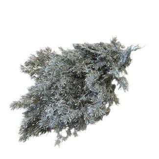 Casa Alegria Weiße Esparraguera Miro Trockenblumen | Länge ± 60 Zentimeter | Gewicht ± 150 Gramm