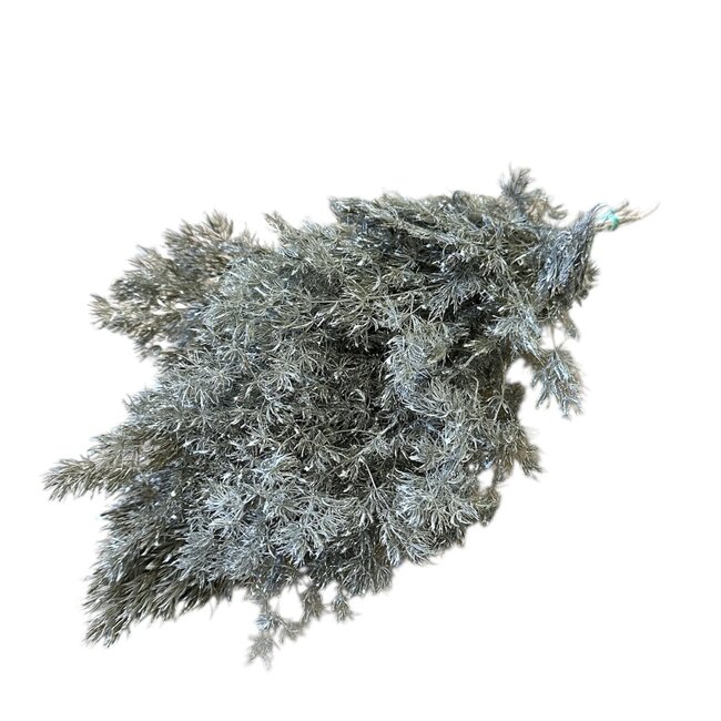 Esparraguera Miro blanche fleurs séchées | Longueur ± 60 centimètres | Poids ± 150 grammes