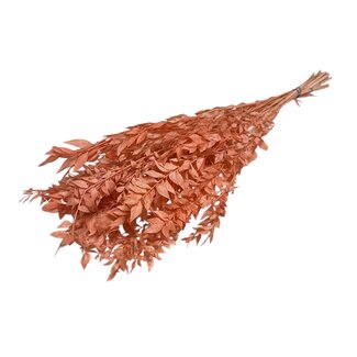 Casa Alegria Salmon-coloured Ruscus dried flowers | Length ± 65 centimetres | Weight ± 100 grams