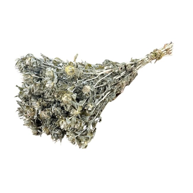 Gedroogde Carthamus | Kleur: Frosted Grey | Saffloer of Bidens Droogbloemen | Lengte ± 70 centimeter | Per bos