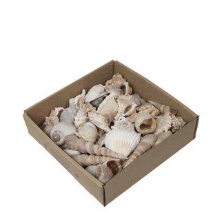 4A Muschelmix | Farbe: Cremefarben | Pro 500 Gramm Muscheln