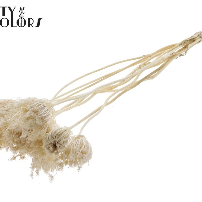 Dried Large Field Umbel on stem | Colour: Bleached White | Ammi Majus on stem | Flower diameter ± 2 - 4 centimetres | Length ± 50 centimetres | 10 stems per bunch | Per 10 bunches