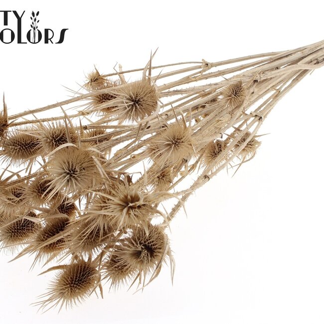 Gedroogde Naturelle Distels | Kleur: Naturelle | Cardistella Droogbloemen | Lengte ± 55 centimeter | 10 takken per bos | Per 6 bossen