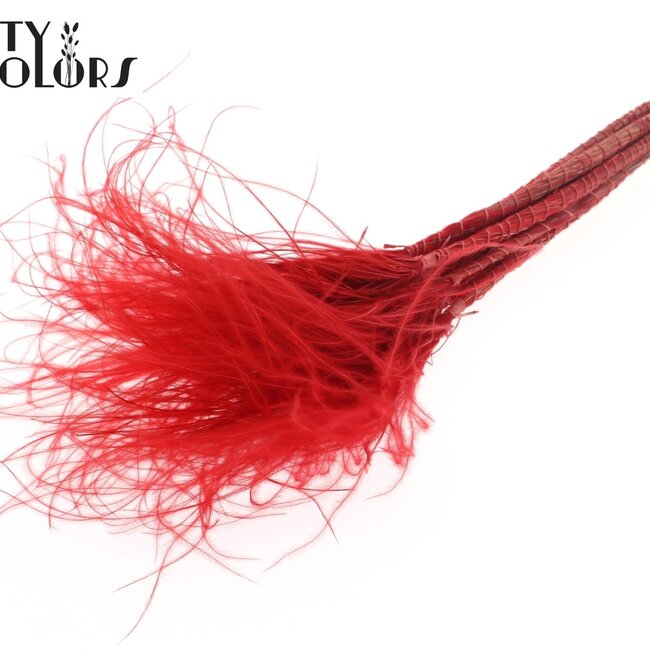 Stipa Pennée Séchée | Couleur : Rouge | Stypha Penata Fleurs Séchées | Longueur ± 60 centimètres | 10 plumets par bouquet | Par 40 bouquets