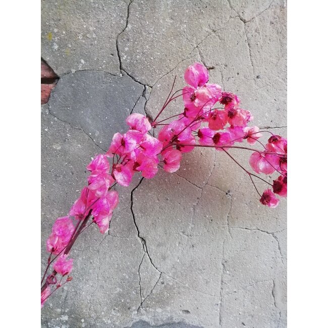 Kersenkleurige Bougainvillea droogbloemen | Lengte ± 45 centimeter | Gewicht ± 35 gram