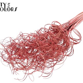 QC Nerf Frisé de Feuille de Palmier | Couleur : Rouge | Curly Ting Ting | Longueur ± 70 centimètres | 3 nervures par branche | 33 ramifications | Par bouquet