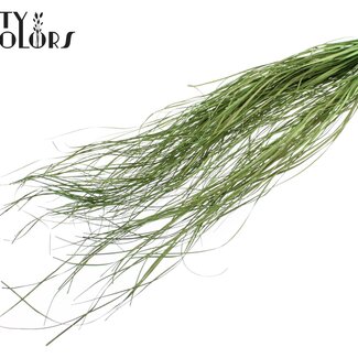 QC Gedroogd Berengras | Kleur: Lichtgroen | Xerophyllum | Lengte ± 60 centimeter | Per 20 bossen