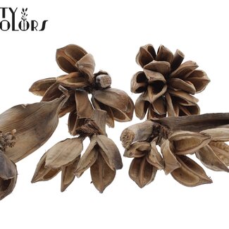 QC Sororoca Penca Tige avec 1 à 5 Gousses en Forme de Fleur | Couleur : Naturel Brun | Décoration Sèche | Par 10 tiges