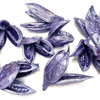 QC Sororoca Penca Blütenform Samenkapseln | Farbe: Pearl Lila | Trockenblumen | 10 Kapseln pro Beutel | Pro 4 Beutel