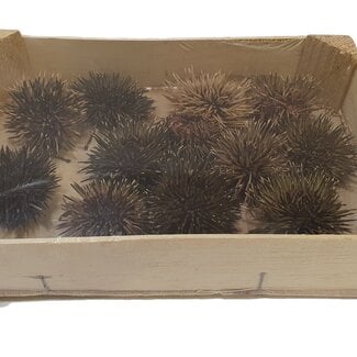 QC Sea Urchin | Colour: Natural | Diameter 5 centimetres | Per 12 sea urchins