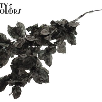 QC Bougainvillea p/Bund in Poly Schwarz