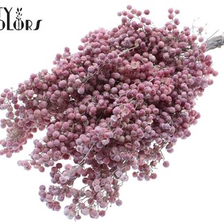 QC Getrocknete Pfefferbeeren-Stecker | Farbe: Frosted Weiß | Schinus Trockenblumen | Gewicht ± 170 Gramm | Pro 5 Bündel