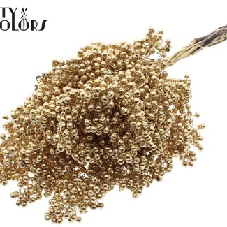 QC Getrocknete Pfefferbeeren-Stecker | Farbe: Antik Goldfarben | Schinus Trocken-Dekoration | Gewicht ± 170 Gramm | Pro 5 Bündel