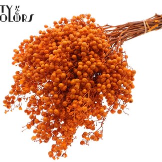 QC Getrocknete Pfefferbeeren-Stecklinge | Farbe: Orange | Schinus Trocken-Dekoration | Gewicht ± 170 Gramm | Pro 5 Sträuße