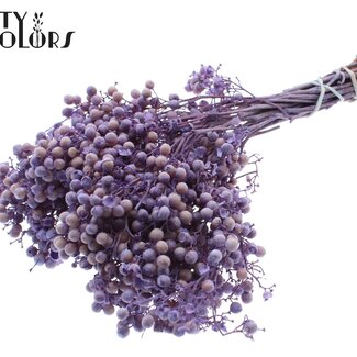 QC Baies de Poivre Séchées Décoratives | Couleur : Lait Givré Violet | Schinus Décoration Sèche | Poids ± 170 grammes | Par 5 bottes