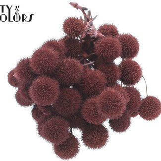 QC Petite Balle sur bâton | Couleur : Bordeaux | Petite Balle Piquet | 10 piquets par bouquet | Par 5 bouquets