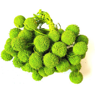 QC Kleine Bal op stok | Kleur: Lichtgroen | Small Ball Bijsteker | 10 bijstekers per bos | Per 5 bossen