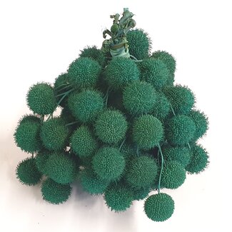 QC Small Ball on Stick | Colour: Turquoise | Small Ball Pick | 10 picks per bunch | Per 5 bunches