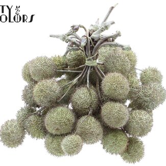 QC Petite Balle sur bâton | Couleur : Vert Menthe Nacré | Petite Balle Piquet | 10 piquets par bouquet | Par 5 bouquets