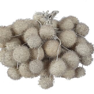 QC Small Ball on Stick | Colour: White | Small Ball Insert Stick | 10 insert sticks per bunch | Per 5 bunches