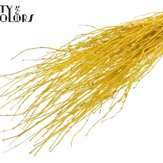 QC Dried Birch Branches | Colour: Yellow | Length ± 70 centimetres | 10 branches per bunch