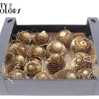 QC Pommes de pin de cèdre dans une boîte noire | Couleur : Doré antique | Par 15 pommes de pin
