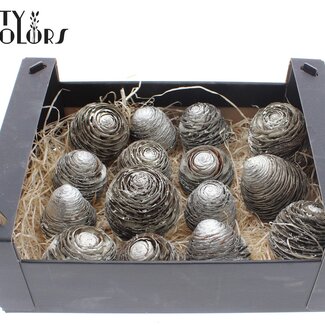 QC Pommes de pin de cèdre dans une boîte noire | Couleur : Platine | Par 15 pommes de pin