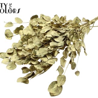 QC Gedroogde Eucalyptus | Kleur: Goudkleurig | Eucalyptus Cinerea Takken | Lengte ± 50 centimeter | Per 5 bossen